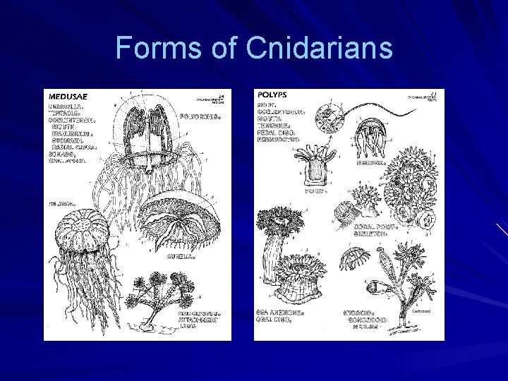 Forms of Cnidarians 