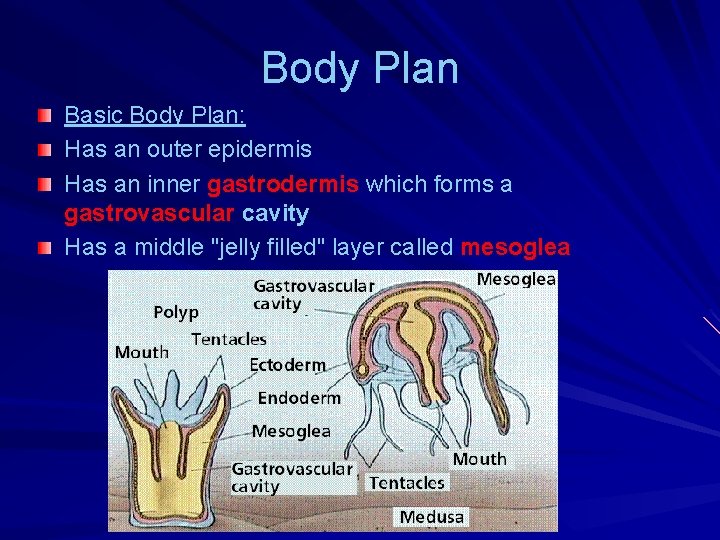 Body Plan Basic Body Plan: Has an outer epidermis Has an inner gastrodermis which
