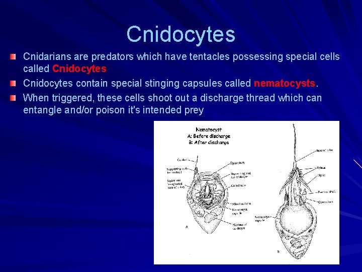 Cnidocytes Cnidarians are predators which have tentacles possessing special cells called Cnidocytes contain special