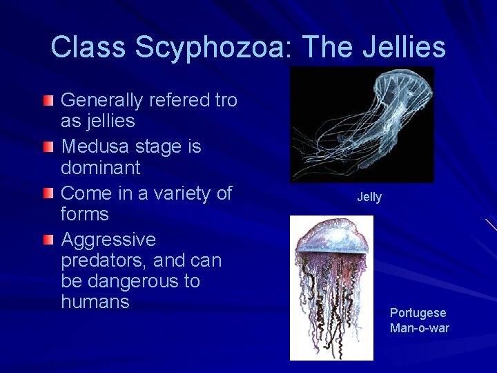 Class Scyphozoa: The Jellies Generally refered tro as jellies Medusa stage is dominant Come