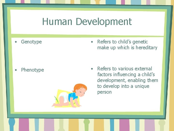 Human Development • Genotype • Refers to child’s genetic make up which is hereditary