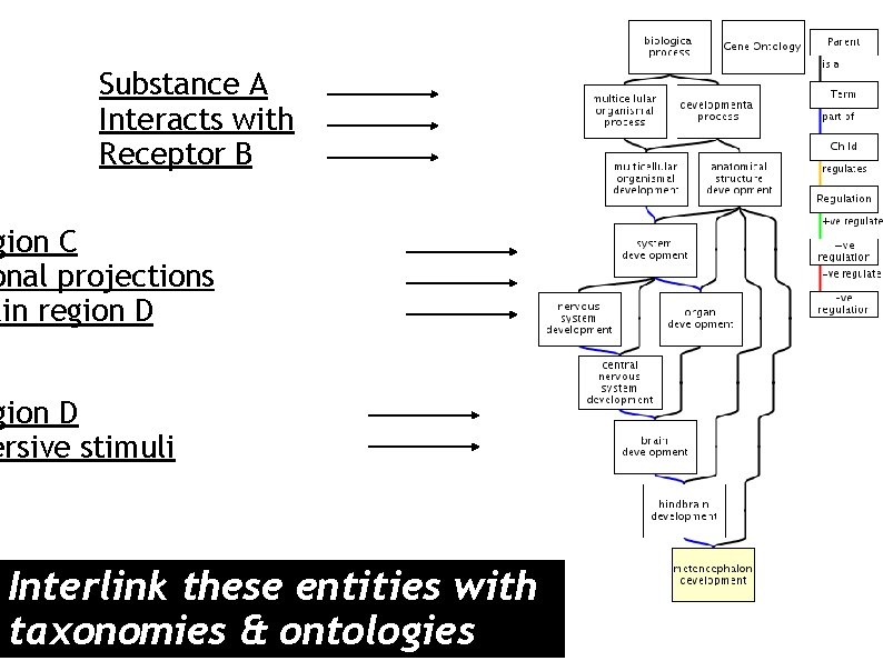 Substance A Interacts with Receptor B gion C onal projections ain region D ersive