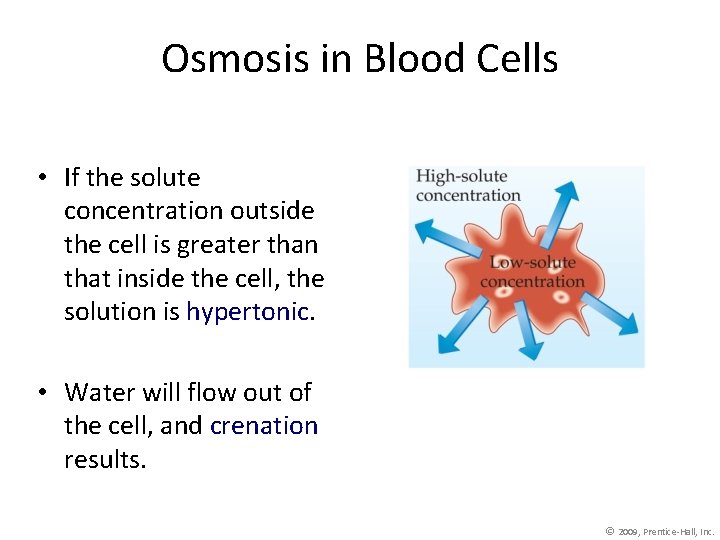 Osmosis in Blood Cells • If the solute concentration outside the cell is greater