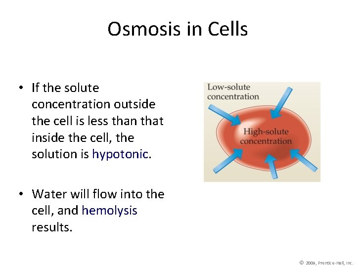 Osmosis in Cells • If the solute concentration outside the cell is less than