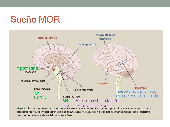 Sueño MOR hipocretina Na MOR off 5 Ht EEG, Hiperpolariza alpha moto neuronas=atonía muscular