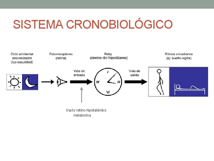 SISTEMA CRONOBIOLÓGICO tracto retino-hipotalámico melatonina 