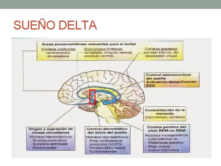 SUEÑO DELTA SUEÑO DELTA