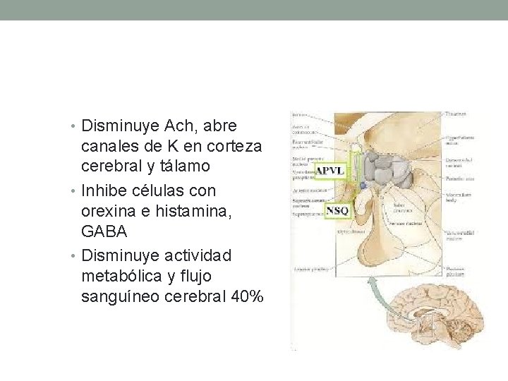  • Disminuye Ach, abre canales de K en corteza cerebral y tálamo •