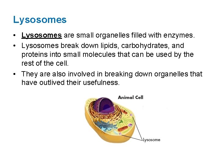 Lysosomes • Lysosomes are small organelles filled with enzymes. • Lysosomes break down lipids,