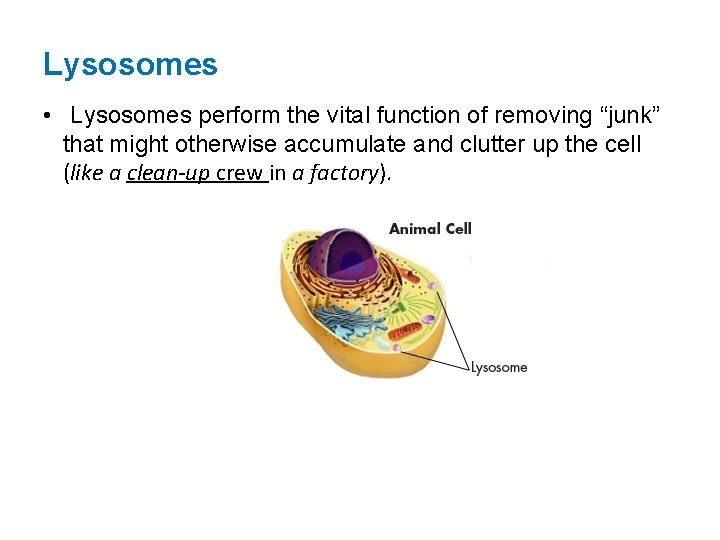 Lysosomes • Lysosomes perform the vital function of removing “junk” that might otherwise accumulate