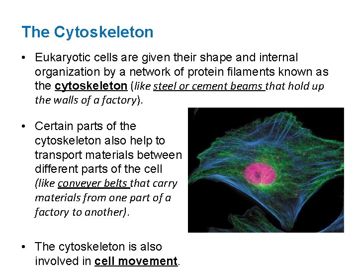The Cytoskeleton • Eukaryotic cells are given their shape and internal organization by a