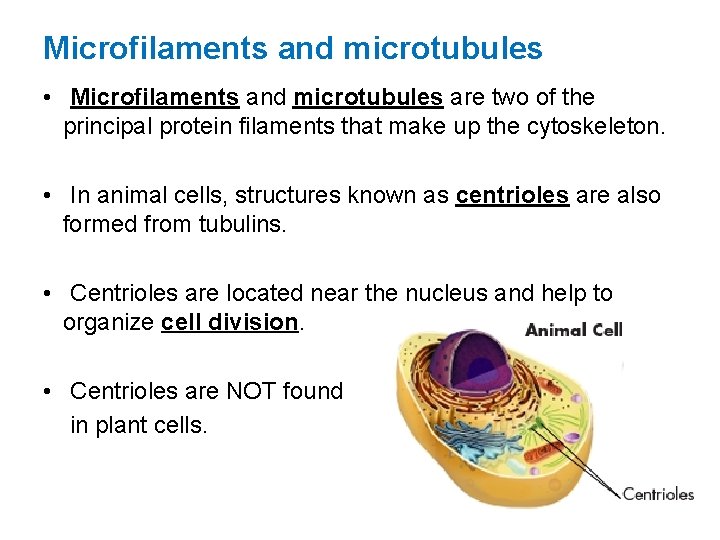 Microfilaments and microtubules • Microfilaments and microtubules are two of the principal protein filaments