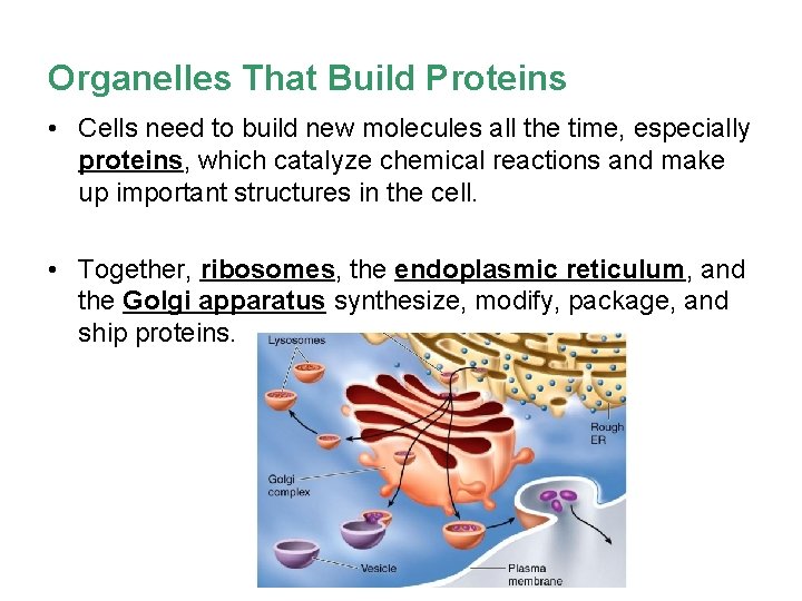 Organelles That Build Proteins • Cells need to build new molecules all the time,