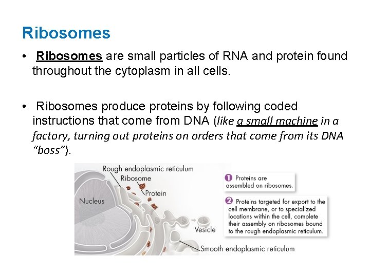 Ribosomes • Ribosomes are small particles of RNA and protein found throughout the cytoplasm