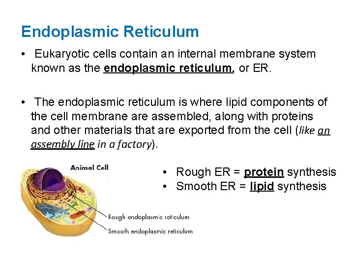 Endoplasmic Reticulum • Eukaryotic cells contain an internal membrane system known as the endoplasmic