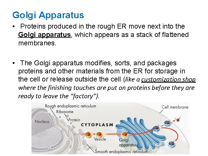 Golgi Apparatus • Proteins produced in the rough ER move next into the Golgi