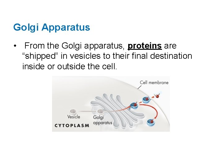 Golgi Apparatus • From the Golgi apparatus, proteins are “shipped” in vesicles to their