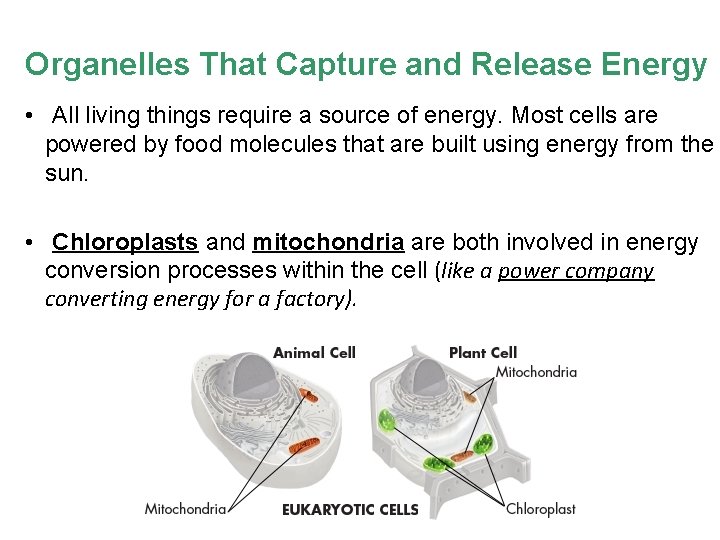 Organelles That Capture and Release Energy • All living things require a source of