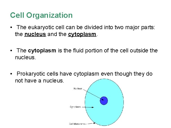 Cell Organization • The eukaryotic cell can be divided into two major parts: the