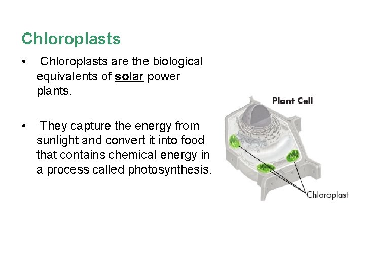 Chloroplasts • Chloroplasts are the biological equivalents of solar power plants. • They capture