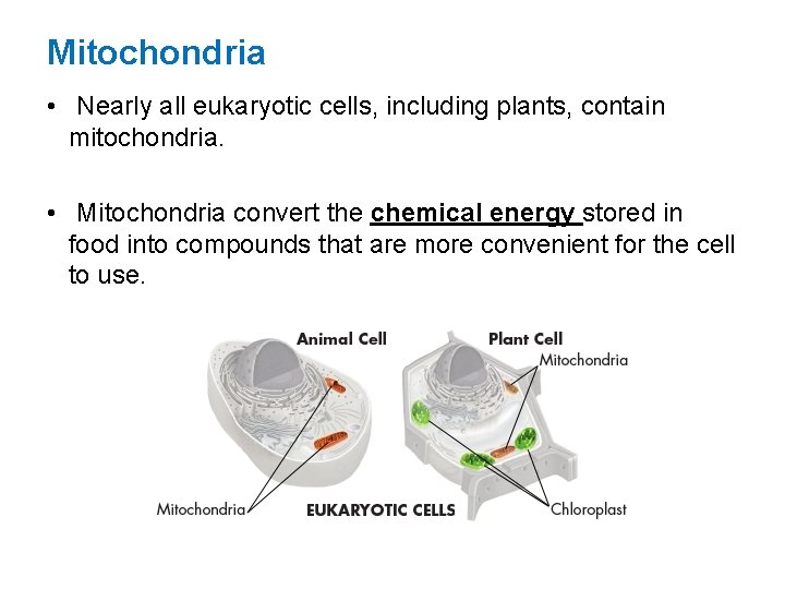 Mitochondria • Nearly all eukaryotic cells, including plants, contain mitochondria. • Mitochondria convert the