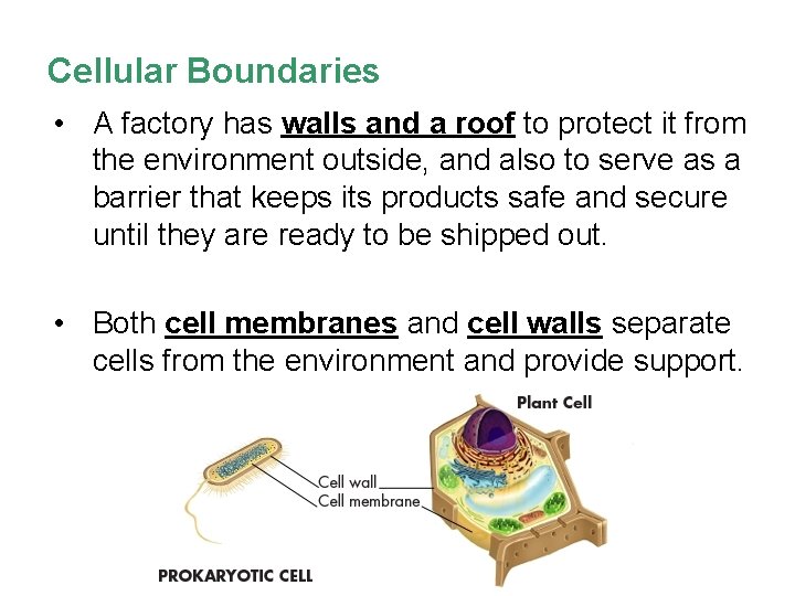 Cellular Boundaries • A factory has walls and a roof to protect it from