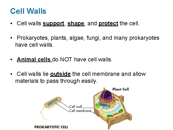 Cell Walls • Cell walls support, shape, and protect the cell. • Prokaryotes, plants,