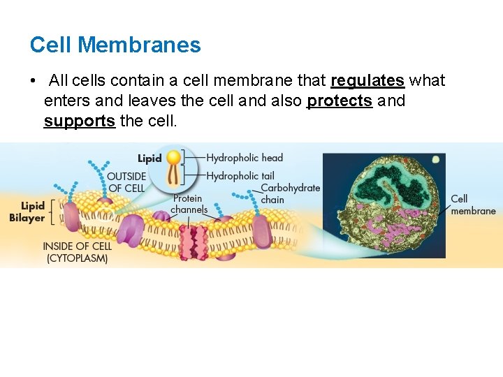 Cell Membranes • All cells contain a cell membrane that regulates what enters and