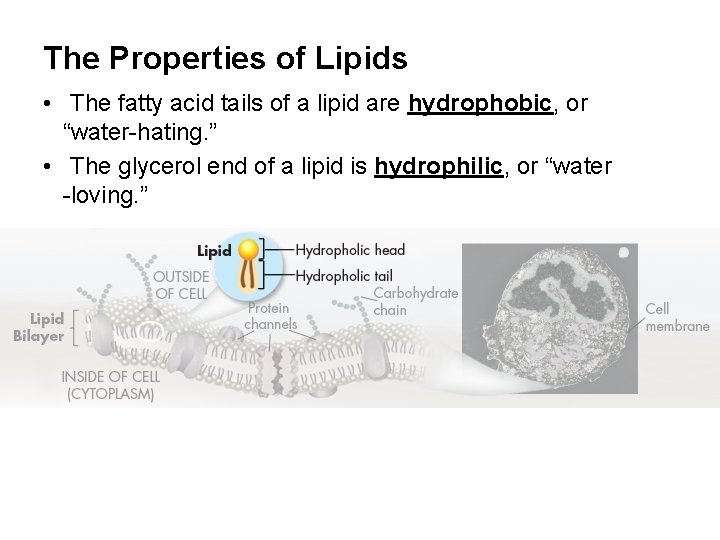 The Properties of Lipids • The fatty acid tails of a lipid are hydrophobic,