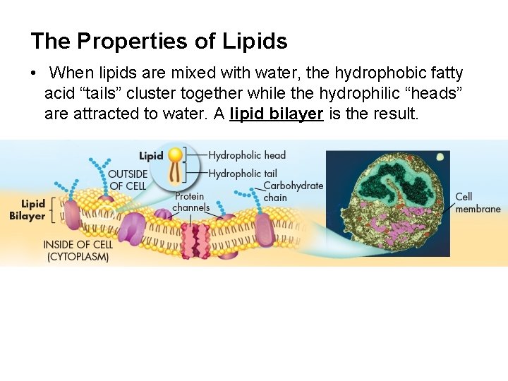 The Properties of Lipids • When lipids are mixed with water, the hydrophobic fatty