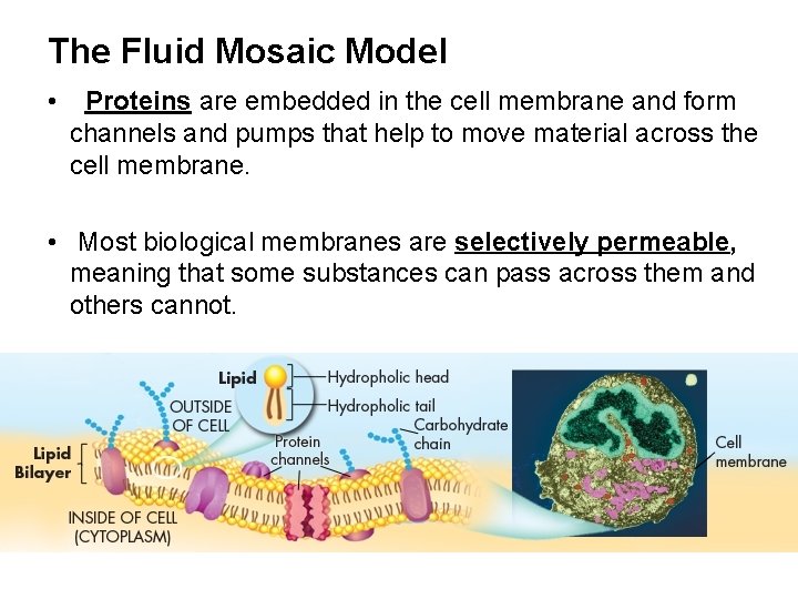 The Fluid Mosaic Model • Proteins are embedded in the cell membrane and form