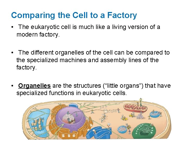 Comparing the Cell to a Factory • The eukaryotic cell is much like a