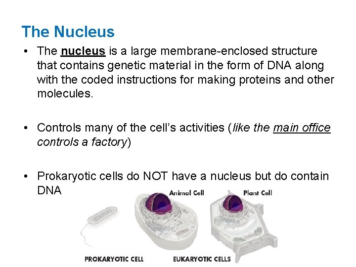 The Nucleus • The nucleus is a large membrane-enclosed structure that contains genetic material