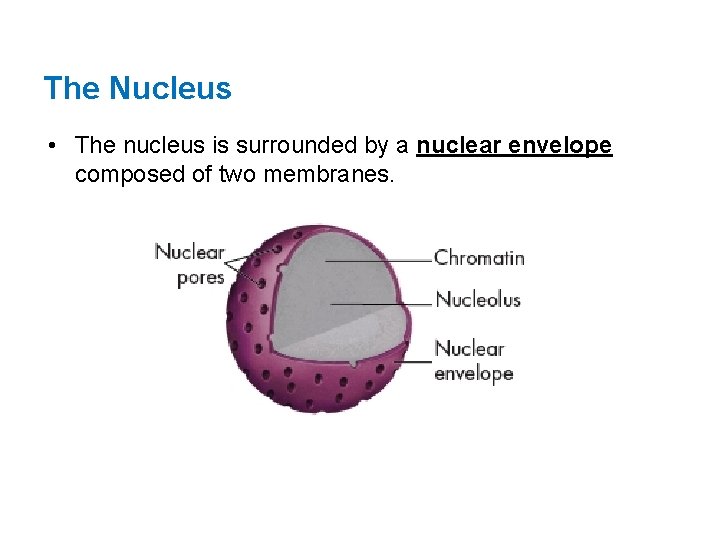 The Nucleus • The nucleus is surrounded by a nuclear envelope composed of two