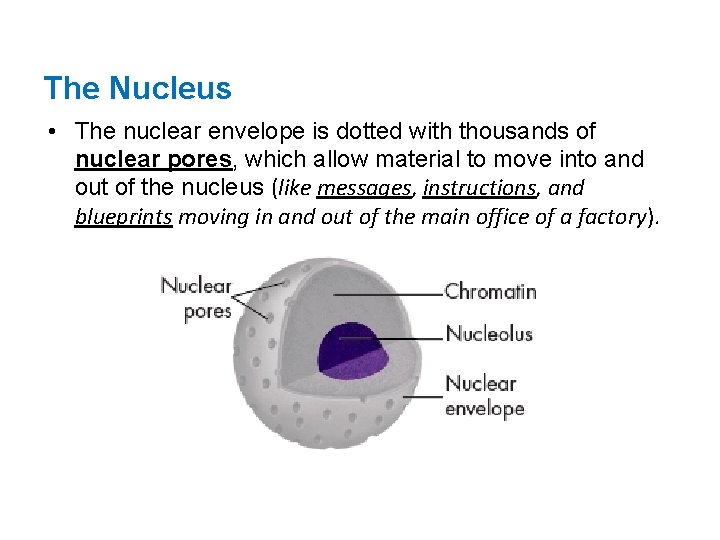 The Nucleus • The nuclear envelope is dotted with thousands of nuclear pores, which