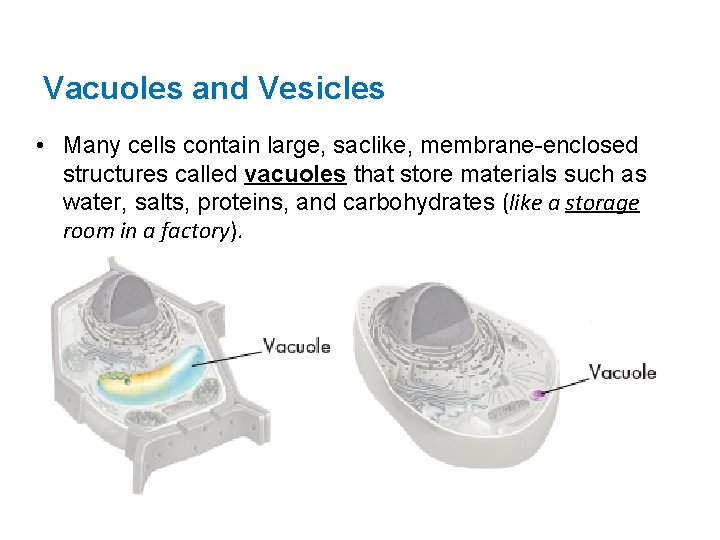 Vacuoles and Vesicles • Many cells contain large, saclike, membrane-enclosed structures called vacuoles that