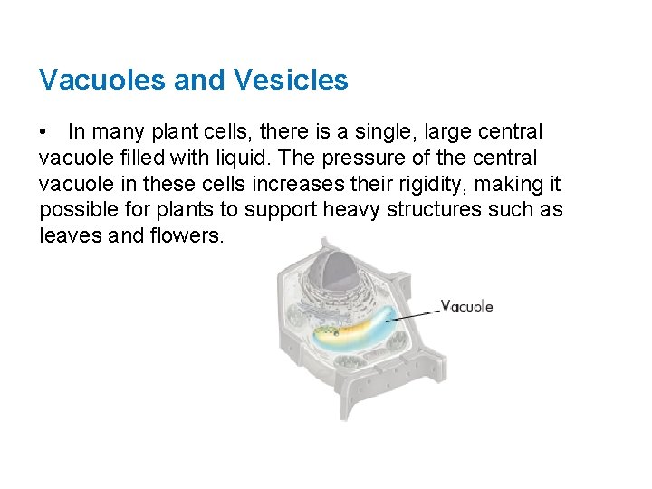 Vacuoles and Vesicles • In many plant cells, there is a single, large central