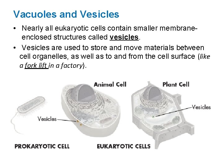 Vacuoles and Vesicles • Nearly all eukaryotic cells contain smaller membraneenclosed structures called vesicles.