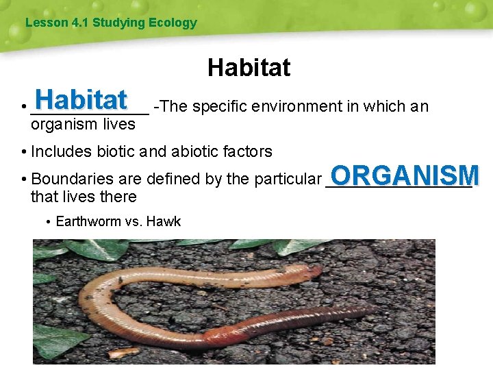 Lesson 4. 1 Studying Ecology Habitat • _______ -The specific environment in which an