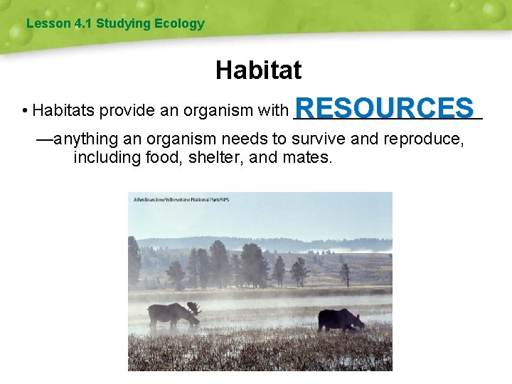 Lesson 4. 1 Studying Ecology Habitat RESOURCES • Habitats provide an organism with __________