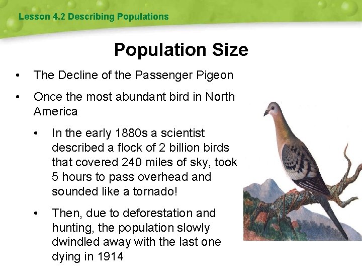 Lesson 4. 2 Describing Populations Population Size • The Decline of the Passenger Pigeon