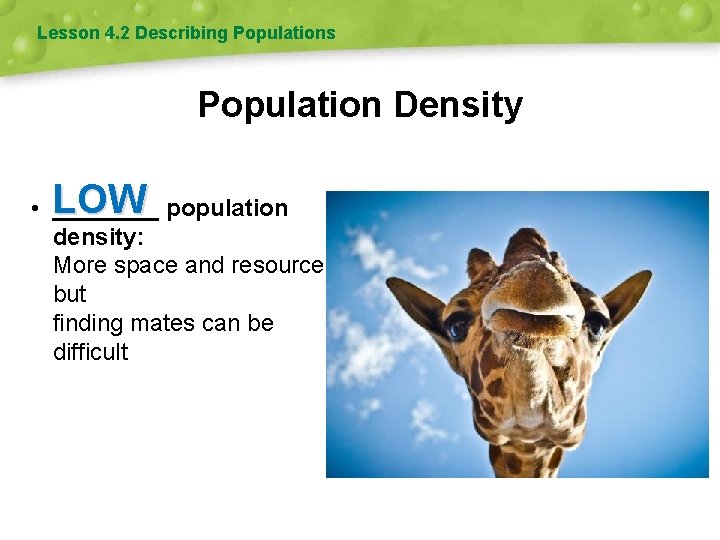 Lesson 4. 2 Describing Populations Population Density LOW • ____ population density: More space