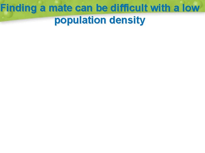 Finding a mate can be difficult with a low population density 