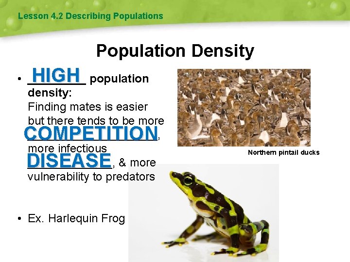 Lesson 4. 2 Describing Populations Population Density HIGH • _____ population density: Finding mates
