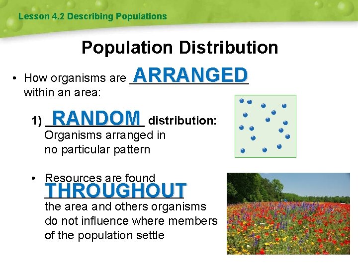 Lesson 4. 2 Describing Populations Population Distribution ARRANGED • How organisms are _________ within