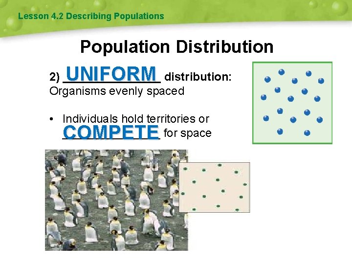 Lesson 4. 2 Describing Populations Population Distribution UNIFORM 2) ________ distribution: Organisms evenly spaced