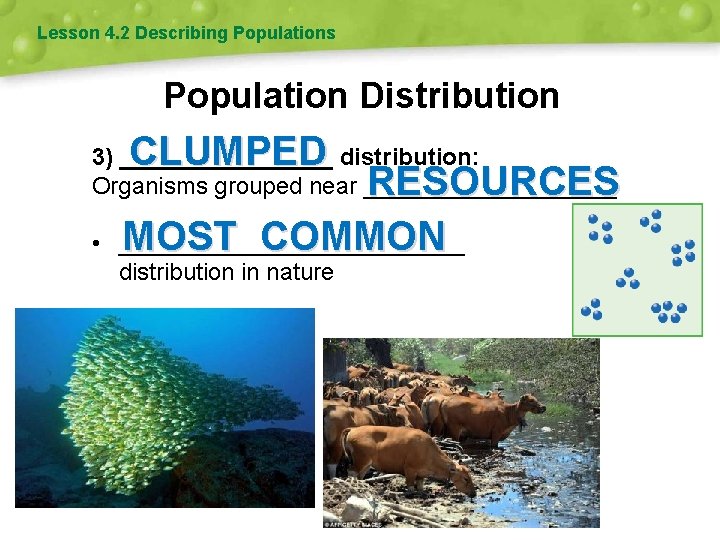 Lesson 4. 2 Describing Populations Population Distribution CLUMPED 3) ________ distribution: Organisms grouped near