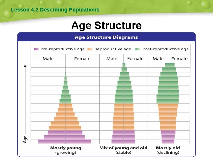 Lesson 4. 2 Describing Populations Age Structure 