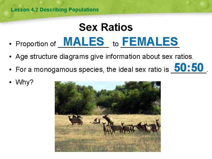 Lesson 4. 2 Describing Populations Sex Ratios MALES FEMALES • Proportion of _______ to