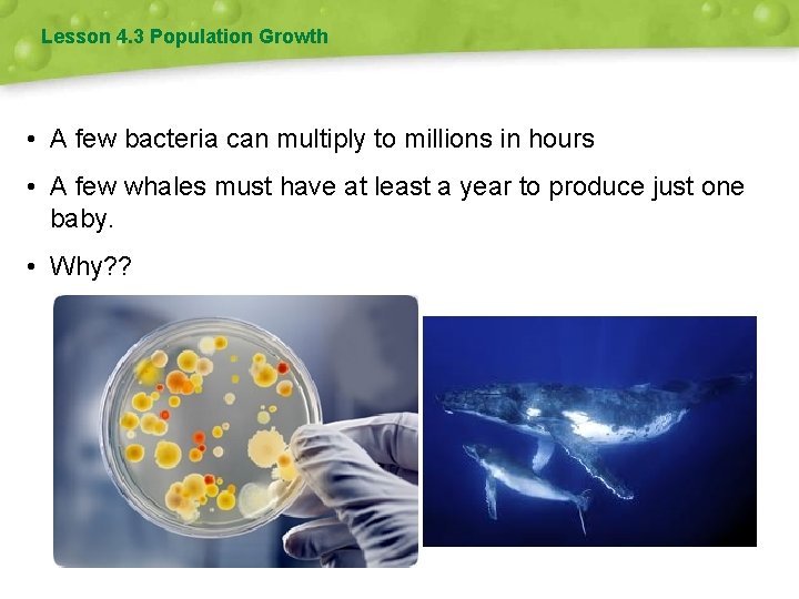 Lesson 4. 3 Population Growth • A few bacteria can multiply to millions in